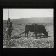 Böhl glass slide 60./1433